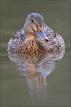 Stockente (Anas platyrhynchos)