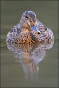 Stockente (Anas platyrhynchos)