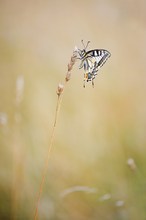 Schwalbenschwanz im Hochsommer