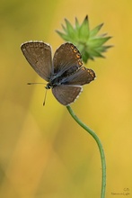 Frau Polyommatus coridon…