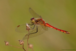 Sumpf-Heidelibelle - Sympetrum depressiusculum