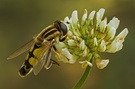 Große Sumpfschwebfliege im Streiflicht