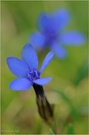 Frühlings-Enzian (Gentiana verna)