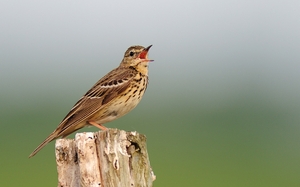 Baumpieper ( Anthus trivalis)