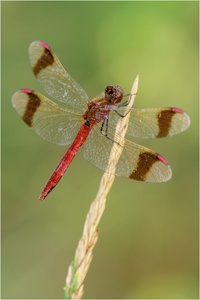 Sympetrum pedemontanum