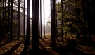 Waldsonnenlicht