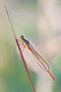 Ceriagrion tenellum