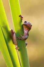 Schönwetterfrosch