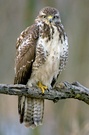 Bussard