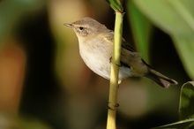 Zilpzalp (Phylloscopus collybita) im Maisfeld