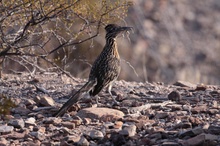 Roadrunner