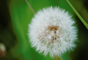 Pusteblume