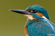 Eisvogel Portrait