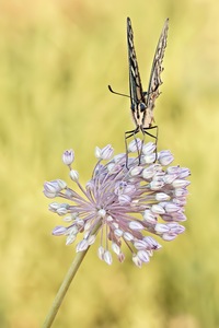 ~ Ballerina ~