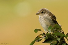 Neuntöter - Jungvogel