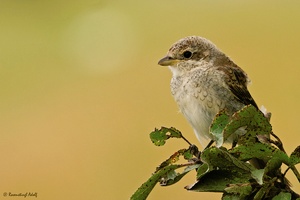 Neuntöter - Jungvogel