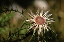 Wetterdistel