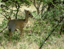 Dik-Dik