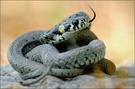 ~ Snake ~