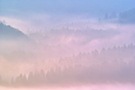 Nebelwald bei Sonnenaufgang