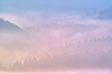Nebelwald bei Sonnenaufgang