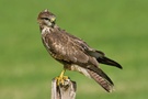 Bussard