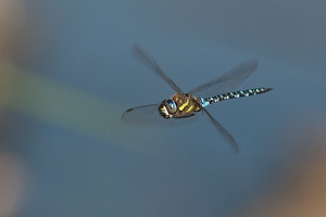 Mosaikjungfer im Flug