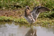 Bekassine (Gallinago gallinago)