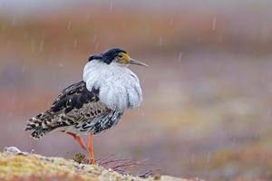 Kampfläufer im Schneetreiben