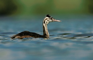 Haubentaucher Jungvogel
