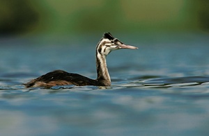 Haubentaucher Jungvogel