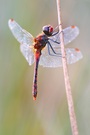 Sympetrum sanguineum