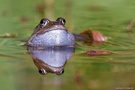 Grasfrosch (Rana temporaria) beim Quaken