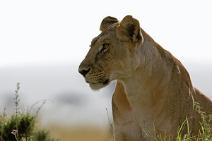 H O M A G E . A N . E L S A