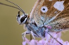 P. coridon close-up