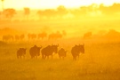 Gnuhs im Sonnenaufgang