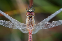 Sumpf-Heidelibelle im Morgentau (die Zweite)- Sympetrum depressiusculum