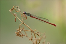 Späte Adonislibelle (Ceriagrion tenellum)