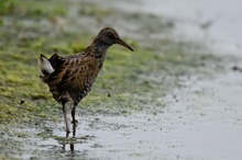 Wasserralle (Rallus aquaticus)