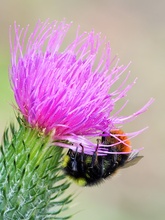 Steinhummel