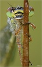 Späte Adonislibelle (Ceriagrion tenellum) - Portrait