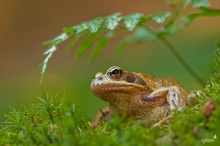 Grasfrosch statt Pilze