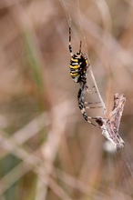 Wespen...spinne