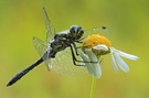 Schwarze Heidelibelle (male)  No.1