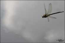 Libelle