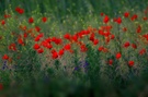 Klatschmohn