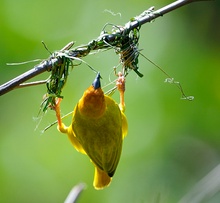 Webervogel beim Nestbau