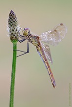 Sumpf-Heidelibelle - Sympetrum depressiusculum