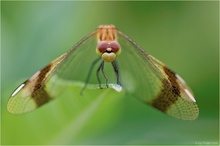 Gebänderte Heidelibelle (Sympetrum pedemontanum)