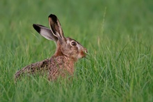 Feldhase (Lepus europaeus)